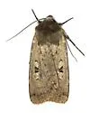 Rhyacia quadrangula - Hodges#10925 - photo 2