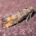Adana Tip Moth - Hodges#2877