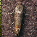 Adana Tip Moth - Hodges#2877 - photo 2
