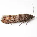 Adana Tip Moth - Hodges#2877 - photo 3