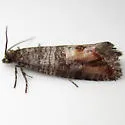 Adana Tip Moth - Hodges#2877 - photo 4