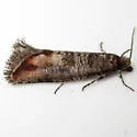 Adana Tip Moth - Hodges#2877 - photo 5