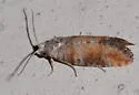 Red Pine Tip Moth - Hodges#2879