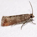 Red Pine Tip Moth - Hodges#2879 - photo 2