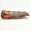 Red Pine Tip Moth - Hodges#2879 - photo 4