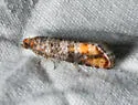 Red Pine Tip Moth - Hodges#2879 - photo 5