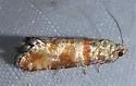 Rhyacionia bushnelli - Hodges#2883