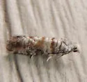 Nantucket Pine Tip Moth - Hodges#2882 - photo 2