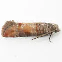 Nantucket Pine Tip Moth - Hodges#2882 - photo 4