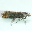 Rhyacionia fumosana - Hodges#2881