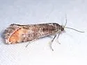 Rhyacionia fumosana - Hodges#2881 - photo 4