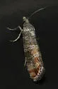Rhyacionia fumosana - Hodges#2881 - photo 5