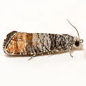 Rhyacionia multilineata - Hodges#2870