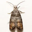 Rhyacionia multilineata - Hodges#2870 - photo 4