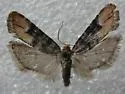 Southwestern Pine Tip Moth - Hodges#2873 - Rhyacionia neomexicana