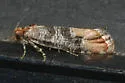 Southwestern Pine Tip Moth - Hodges#2873 - photo 4