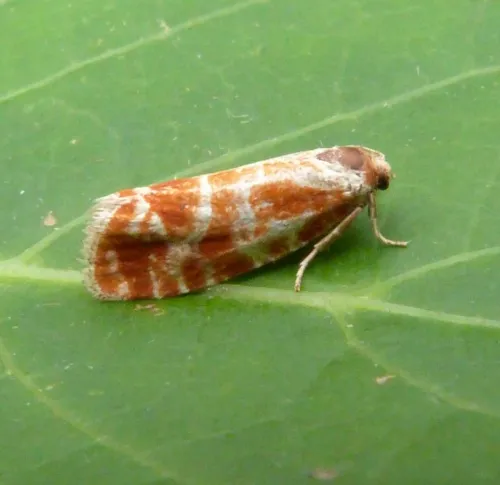 Rhyacionia pinicolana - photo 2