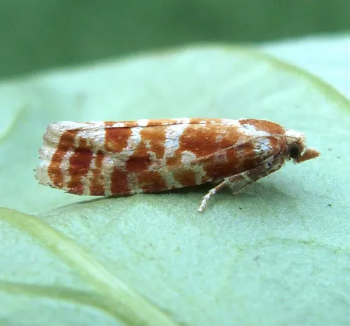 Rhyacionia pinicolana - photo 3
