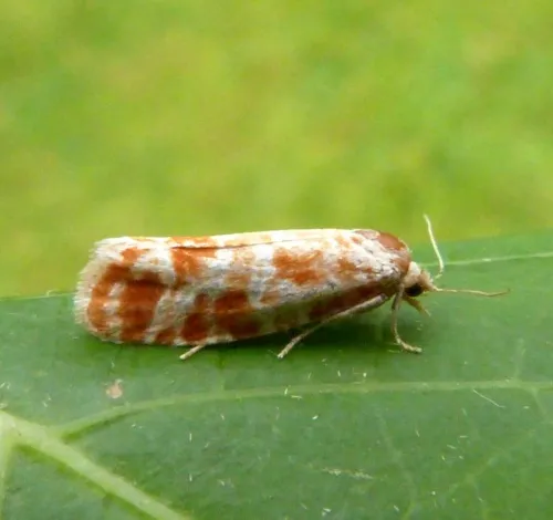 Rhyacionia pinicolana - photo 4