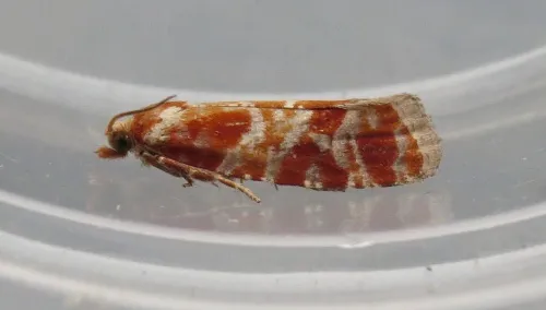 Rhyacionia pinicolana - photo 6