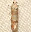 Pitch Pine Tip Moth - Hodges#2868
