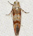 Pitch Pine Tip Moth - Hodges#2868 - photo 3