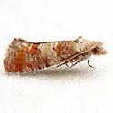 Pitch Pine Tip Moth - Hodges#2868 - photo 4