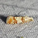Subtropical Pine Tip Moth - Hodges#2869 - Rhyacionia subtropica