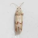 Subtropical Pine Tip Moth - Hodges#2869 - photo 2