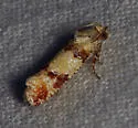 Subtropical Pine Tip Moth - Hodges#2869 - photo 3