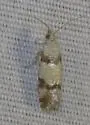 Subtropical Pine Tip Moth - Hodges#2869 - photo 4