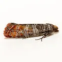 Rhyacionia zozana - Hodges#2872