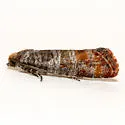 Rhyacionia zozana - Hodges#2872 - photo 3