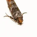 Rhyacionia zozana - Hodges#2872 - photo 4