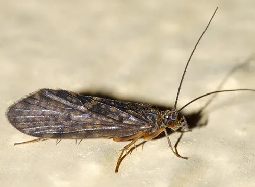 Rhyacophila acutiloba - photo 2