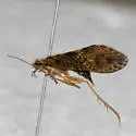 Rhyacophila angelita