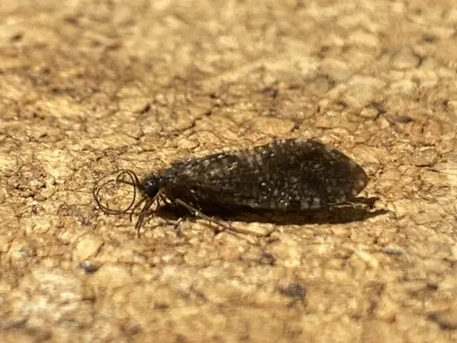 Rhyacophila carolina