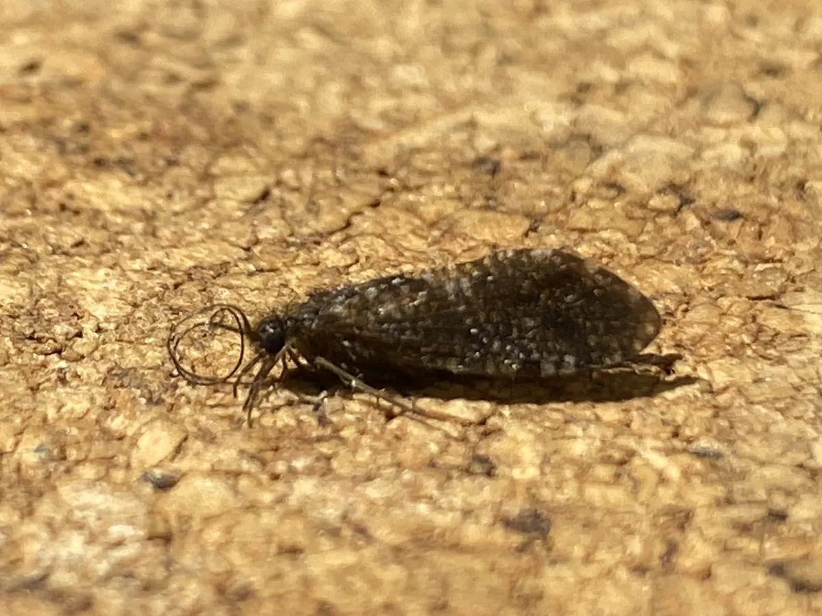 Rhyacophila carolina - photo 2