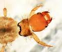 Rhyacophila carpenteri - photo 2