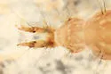 Rhyacophila carpenteri - photo 3