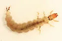 Rhyacophila carpenteri - photo 4