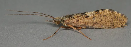 Sandfly Caddisfly