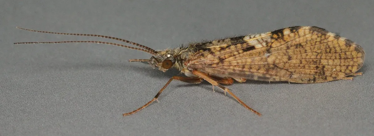 Sandfly Caddisfly - photo 2
