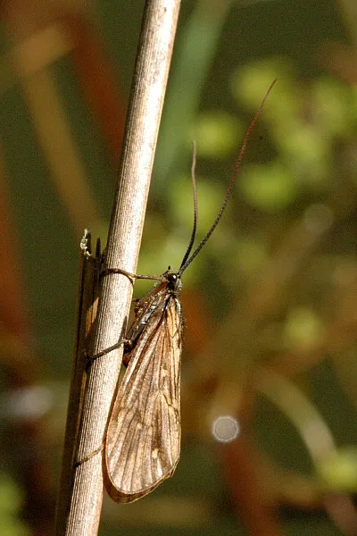 Rhyacophila fasciata - photo 3