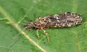 Rhyacophila formosa