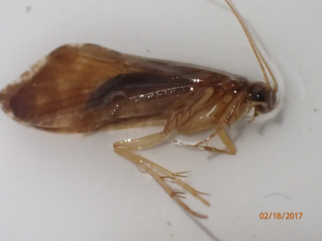 Rhyacophila fuscula