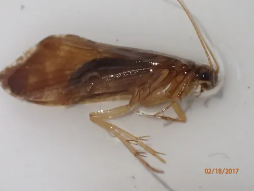 Rhyacophila fuscula - photo 2