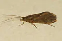 Rhyacophila grandis