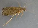 Rhyacophila grandis - photo 2