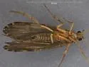Rhyacophila grandis - photo 3